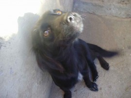 NEGRITA